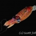 squid_arrow_inshore_gs_fc_h_0740_tci1683.jpg
